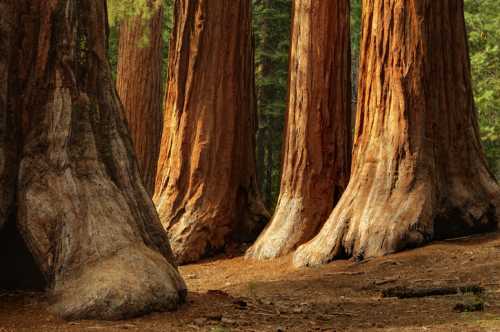 Tall redwood trees with textured bark stand in a forest, surrounded by soft earth and dappled sunlight.