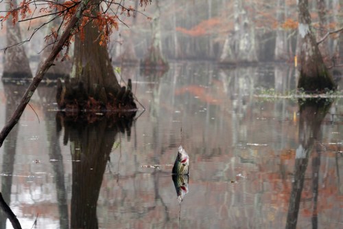 A misty swamp scene with cypress trees reflected in still water, featuring a fish partially submerged.
