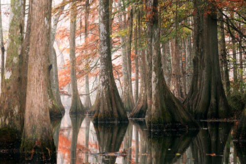 A serene swamp scene with cypress trees and autumn foliage reflected in calm water.