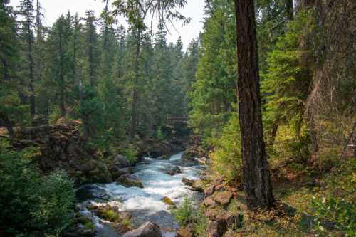 A serene river flows through a lush forest, surrounded by tall trees and rocky banks under a clear sky.