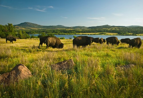 A herd of bison grazes in a grassy field near a lake, surrounded by rolling hills and blue skies.