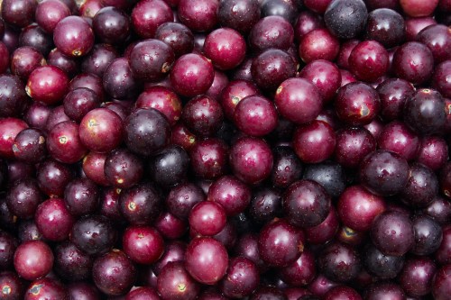 A close-up of a pile of dark purple and black berries, glistening with moisture.
