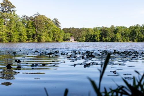 A serene lake surrounded by lush greenery, with gentle ripples on the water's surface and a distant house visible.