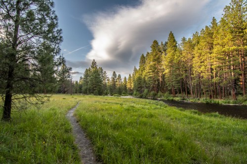 A serene forest scene with tall trees, a grassy path, and a calm river under a cloudy sky.