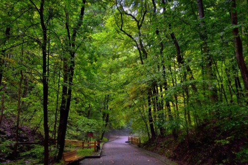 A serene forest path surrounded by lush green trees, leading into a misty, tranquil atmosphere.