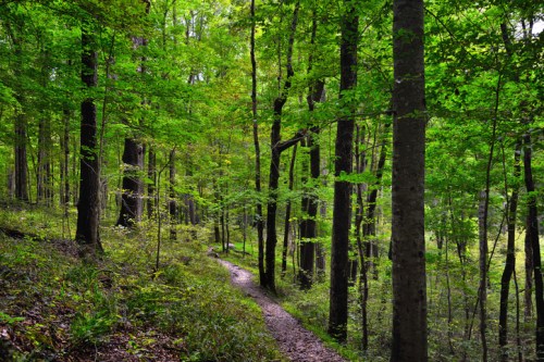 A winding path through a lush green forest with tall trees and vibrant foliage.