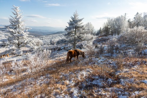A horse grazes in a snowy landscape with frosted trees and distant mountains under a clear blue sky.