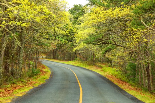 A winding road surrounded by lush green trees and foliage, creating a serene, natural landscape.