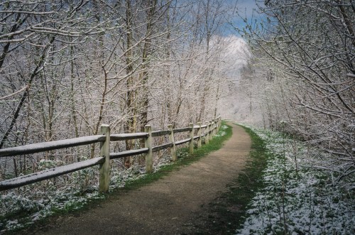 A snowy path winds through trees, with a wooden fence lining one side and a clear blue sky above.