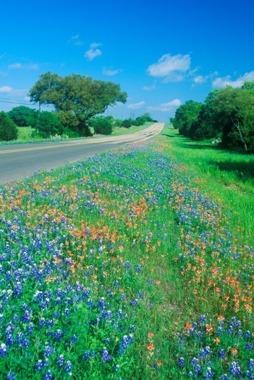 A scenic road lined with vibrant wildflowers in blue and orange under a clear blue sky.