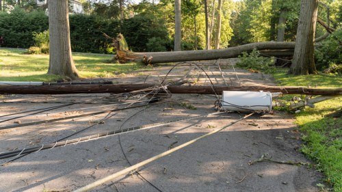 Downed power lines and a fallen tree obstruct a paved path in a wooded area.