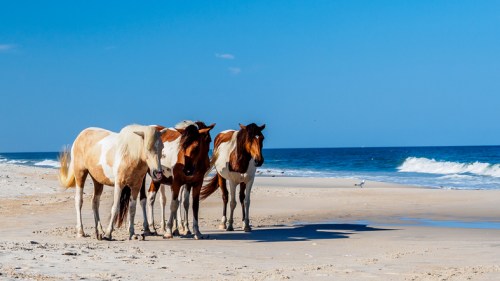 Four horses stand on a sandy beach, with waves gently lapping at the shore under a clear blue sky.