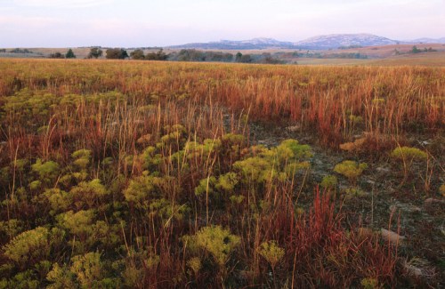 Vast landscape with colorful grasses and shrubs, rolling hills in the background under a soft sky.