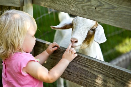 A young child gently touches the nose of a goat through a wooden fence in a sunny outdoor setting.