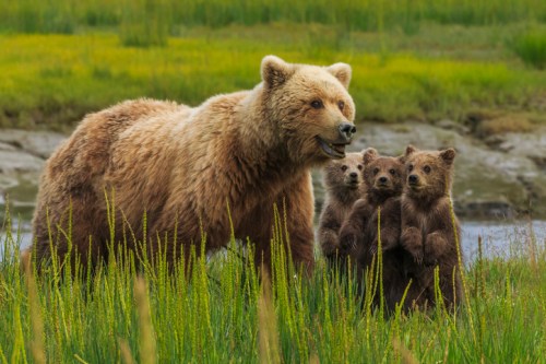 A mother bear stands in a grassy field with three cubs, surrounded by lush greenery and a serene landscape.