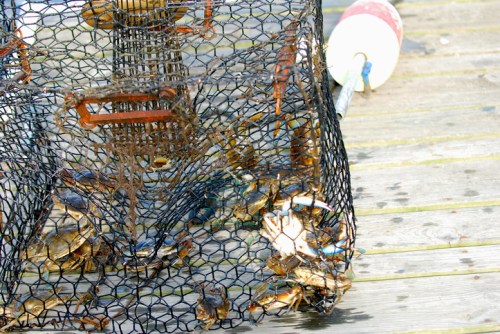 A crab trap filled with blue crabs, resting on a wooden surface with a buoy nearby.