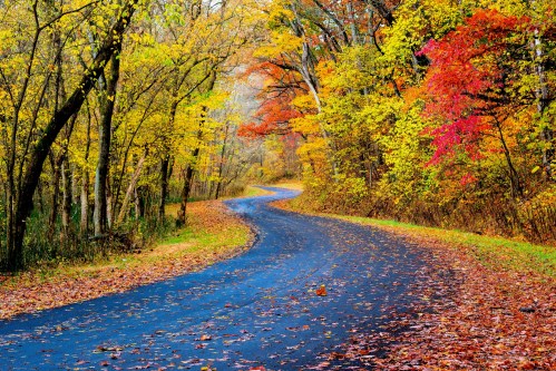 A winding road through a vibrant autumn forest, lined with colorful leaves in shades of yellow, orange, and red.