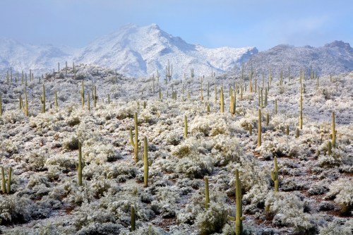 A snowy desert landscape with tall cacti and mountains in the background, creating a serene winter scene.