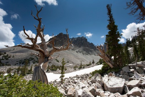 A rugged mountain landscape featuring twisted trees, rocky terrain, and a bright blue sky with scattered clouds.
