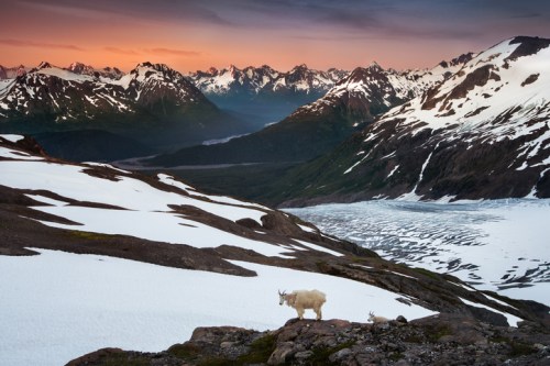 A mountain goat stands on rocky terrain with snow and a glacier, surrounded by majestic mountains at sunset.
