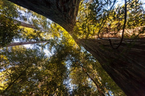 Looking up at towering trees in a lush forest, with sunlight filtering through the leaves.