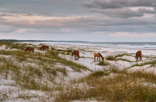 Wild horses graze on sandy dunes near a beach under a cloudy sky.