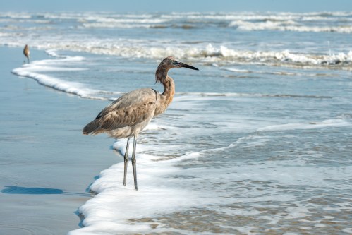 A heron stands at the water's edge, with waves gently lapping at its feet on a sunny beach.