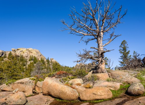 A barren tree stands among large rocks and green shrubs under a clear blue sky in a mountainous landscape.