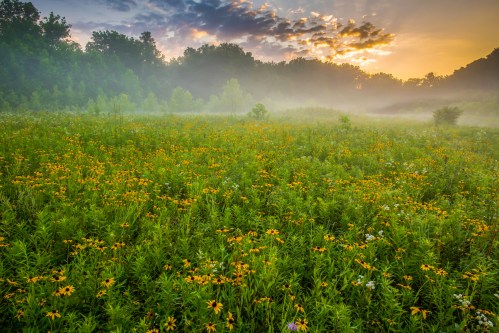 A misty field of wildflowers at sunrise, with vibrant yellow blooms and a soft, hazy background of trees.