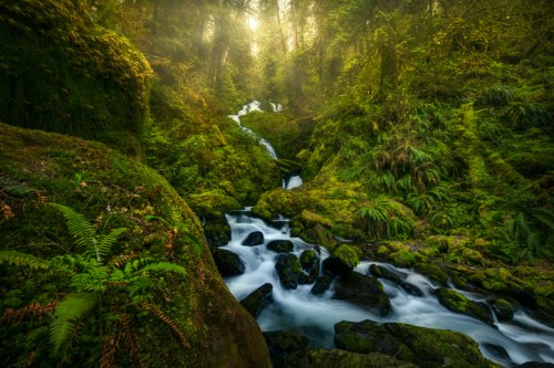 A serene forest scene with a flowing stream, lush green moss, and sunlight filtering through the trees.