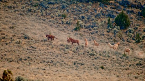 A group of wild horses gallops across a dusty, grassy landscape with sparse vegetation and rocky terrain.