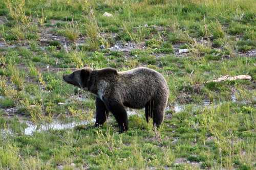 A grizzly bear stands in a grassy area near a small stream, surrounded by green vegetation.