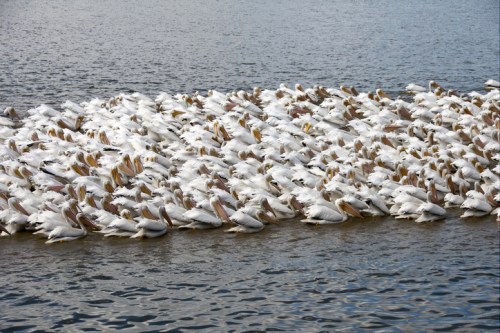 A large group of white pelicans gathered on the water's surface, creating a striking scene.