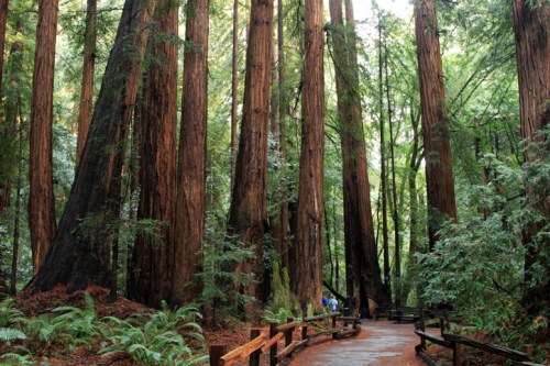 A serene forest path surrounded by towering redwood trees and lush greenery.