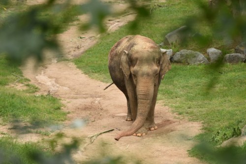 An elephant walking along a dirt path in a grassy area, surrounded by trees and rocks.