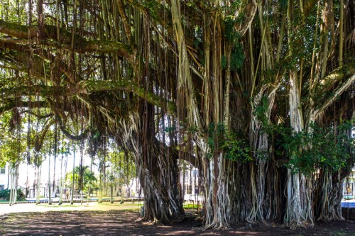 A large banyan tree with thick, hanging roots and lush green foliage in a sunny park setting.