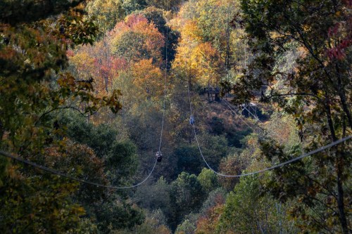 A zip line stretches through a colorful autumn forest, with trees displaying vibrant fall foliage.