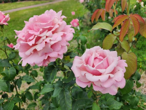 Two large pink roses bloom amidst green leaves in a garden setting.