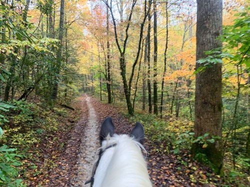 A view from horseback along a forest trail, surrounded by colorful autumn foliage and tall trees.