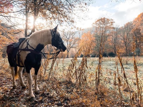 A horse stands in a serene autumn landscape, surrounded by colorful trees and soft morning light.
