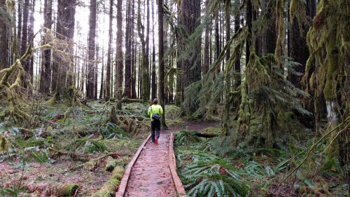 A person walks along a wooden path through a lush, green forest with tall trees and moss-covered ground.