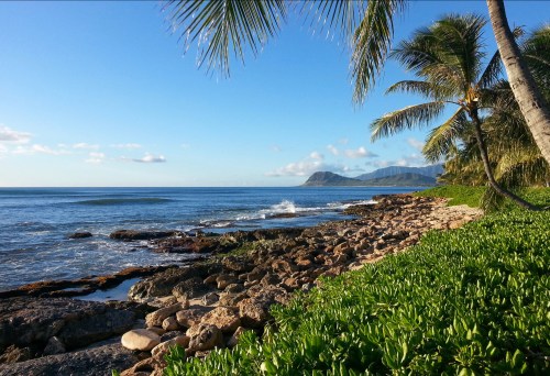 A serene beach scene with palm trees, rocky shore, and gentle waves under a clear blue sky.