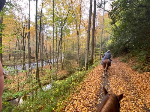 A person riding a horse on a forest trail covered in autumn leaves, with a stream visible in the background.