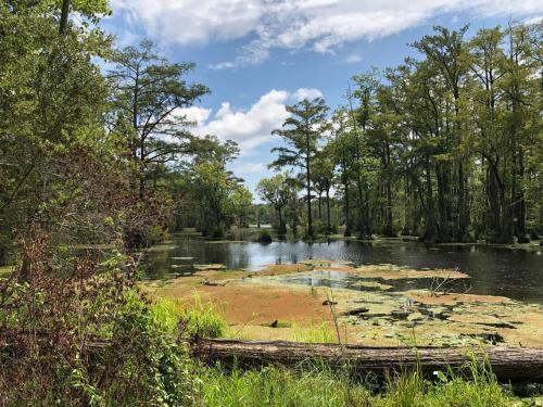 A serene wetland scene with lush greenery, a calm water surface, and a blue sky dotted with clouds.