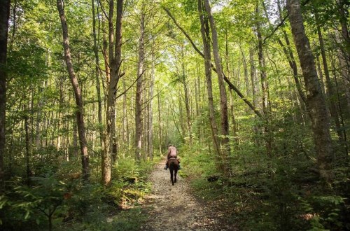 A person riding a horse down a forest path surrounded by tall, green trees and dappled sunlight.
