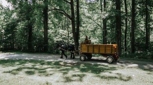 A horse-drawn wagon travels along a tree-lined path in a lush green forest.