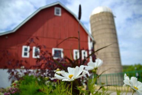 A red barn and silo in the background, with white flowers in the foreground under a blue sky.