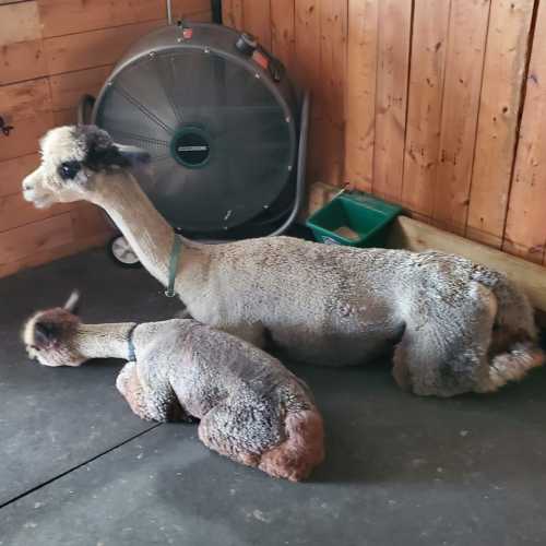 Two alpacas resting on a floor, one larger and one smaller, with a fan and green container in the background.