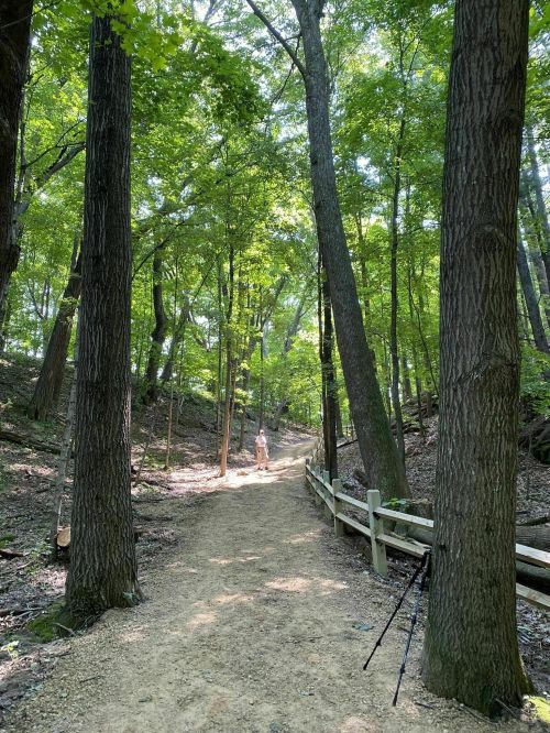 A sunlit forest path lined with tall trees, leading into a green, serene landscape. A person is walking in the distance.