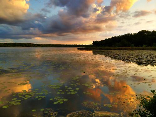 A serene lake at sunset, reflecting colorful clouds and surrounded by lush greenery and lily pads.